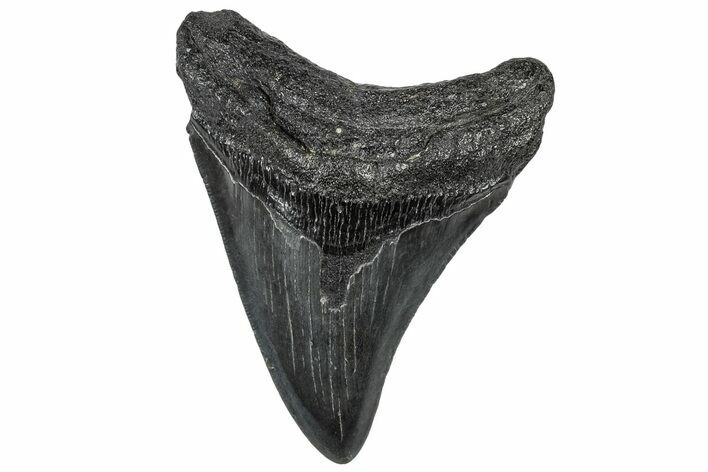 Fossil Megalodon Tooth - South Carolina #301817